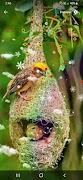 Nest Wallpaper 截圖 2