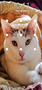 layar kunci pola kucing screenshot 3