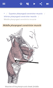Muscular system screenshot 3