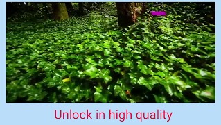 AE Player постер