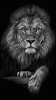 Lion Hd wallpapers скриншот 2