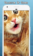 Cat Sounds Ringtone ポスター
