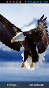 Eagle Live Wallpaper screenshot 1