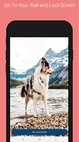 Dog and Puppies WallPapers screenshot 3