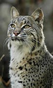 برنامهنما Bobcat Sounds عکس از صفحه