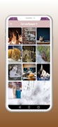Cats wallpapers screenshot 2
