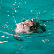 monkey wallpapers offline 截图 3