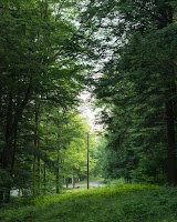 wallpaper for trees screenshot 4