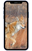 Coyote Wallpaper screenshot 2