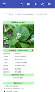 Vegetables screenshot 3