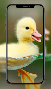 Fondos Animales Lindos স্ক্রিনশট 5
