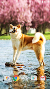 Cute Dogs screenshot 6