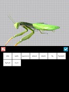 2 Schermata Insect 3D Reference