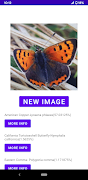 Insect identifier Poster