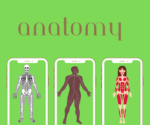 Anatomy poster