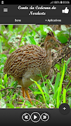 Canto da Codorna do Nordeste gönderen