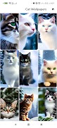 AI Cats Wallpapers Cartaz