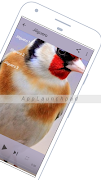 Goldfinch screenshot 2