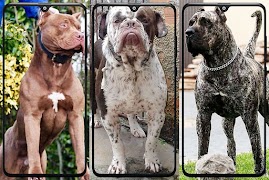 Pitbull Wallpaper ภาพหน้าจอ 5