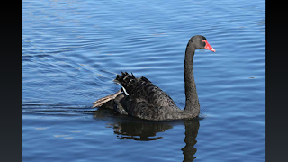 5 Schermata Australian Birding Checklist