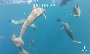 برنامه‌نما DiveFree عکس از صفحه