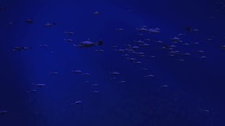 Be a Fish - VR Simulator 스크린샷 7