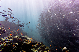 Fishing Buddy اسکرین شاٹ 7