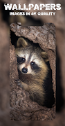 برنامه‌نما Raccoon Wallpapers عکس از صفحه