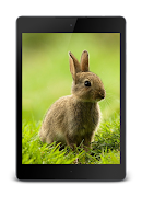 Pete Rabbit Lock Screen screenshot 7