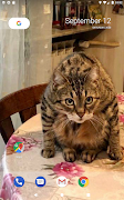 Cat Clock स्क्रीनशॉट 1