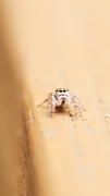 Spider Wallpaper capture d'écran 4