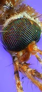 Biological Microscopes 截圖 7