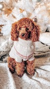 Poddle Wallpapers screenshot 1