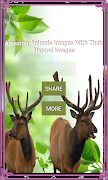 Animals SoundNatural 截圖 1