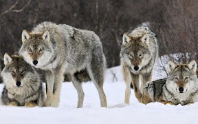 Wolf Jigsaw Puzzles скриншот 5
