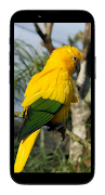 Bird Wallpaper syot layar 6