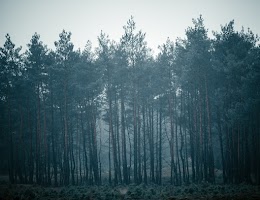 wallpaper for trees screenshot 6