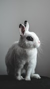 Rabbit wallpaper تصوير الشاشة 4