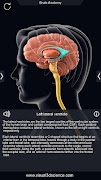 Brain Anatomy Pro. screenshot 3