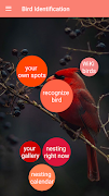 Bird Identification bài đăng