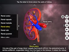 Urinary System Physiology ảnh chụp màn hình 3