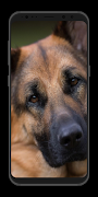 German Shepherd Wallpaper-Live screenshot 4