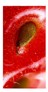 Microscope Lab imagem de tela 2