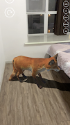 AR Animals screenshot 7
