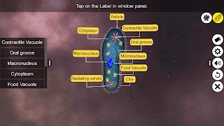 Learn Protozoa 截图 3