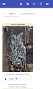 Owls 截圖 3