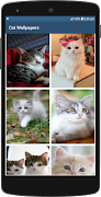 Cute Cat HD Wallpapers screenshot 5