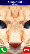 برنامه‌نما بازی تماس جعلی گربه عکس از صفحه