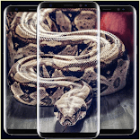 Snake Pythons Wallpaper