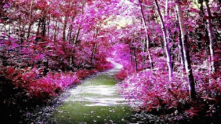 5 Schermata Forest HD Backgrounds